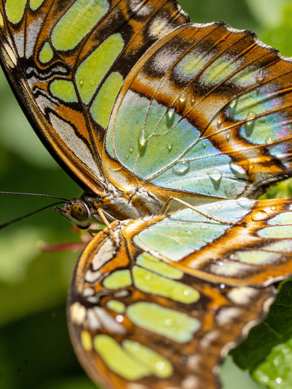 Borboleta 4k ByLA